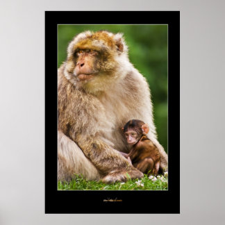 Mor Macaque och Baby Poster