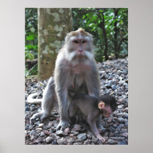 Mor Macaque och Baby Poster