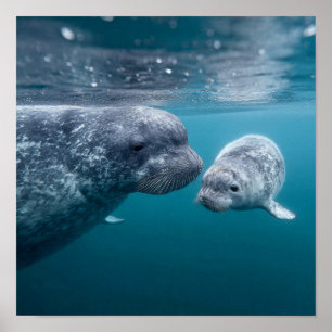 Mor Narwhal & Calf - Första Simman i Arktis Poster