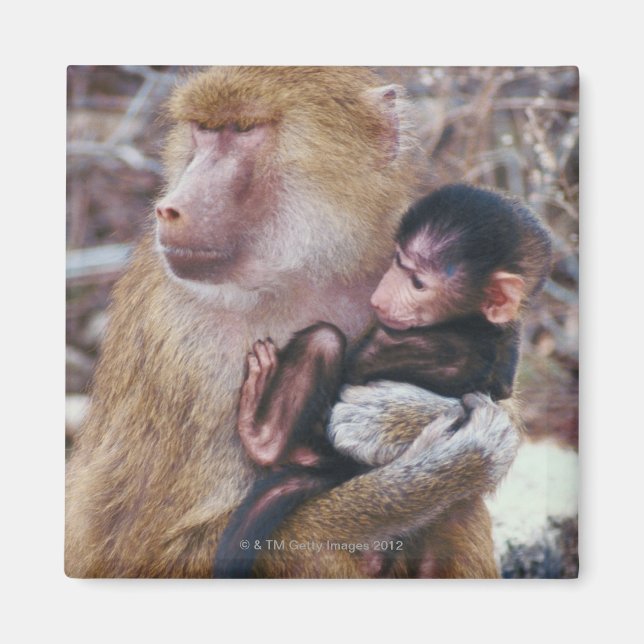 Mor och Baby Baboon Magnet (Framsidan)