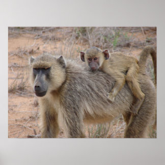 Mor och Baby Baboon Poster