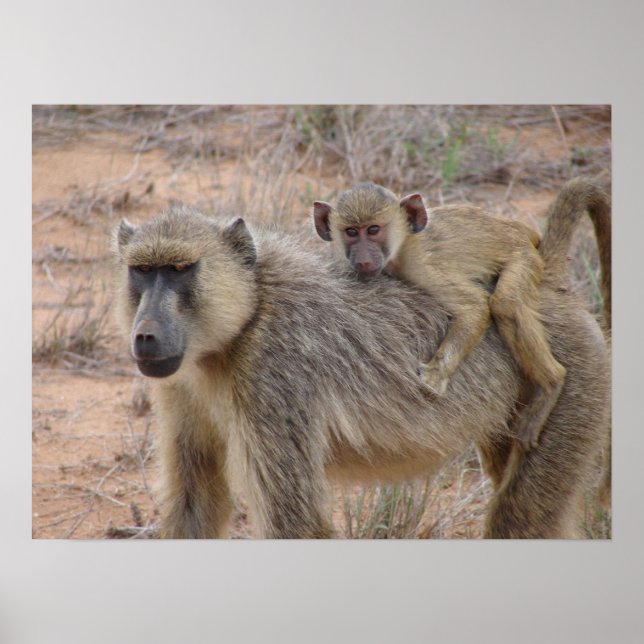 Mor och Baby Baboon Poster (Framsidan)