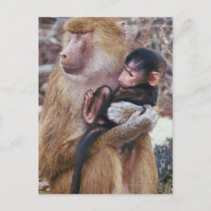 Mor och Baby Baboon Vykort