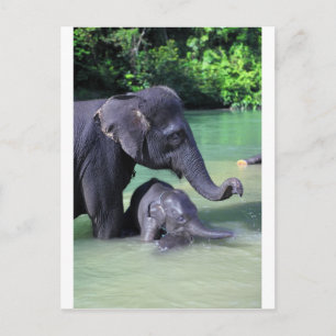 Mor och baby elefant i floden vykort