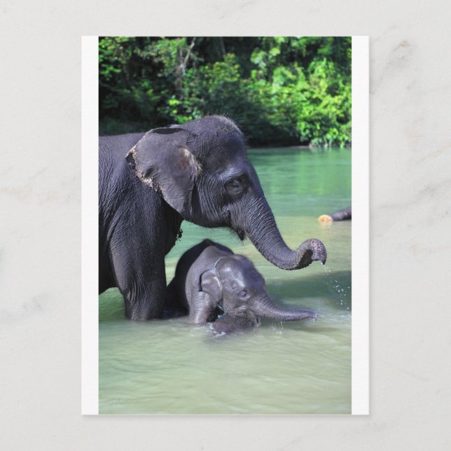 Mor och baby elefant i floden vykort (Framsida)