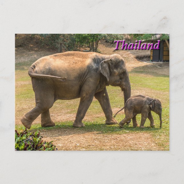 Mor och Baby Elephant, Thailand vykort (Framsida)