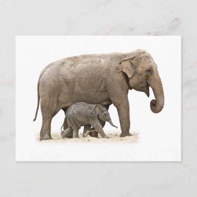 Mor och Baby Elephant Vykort (Framsida)