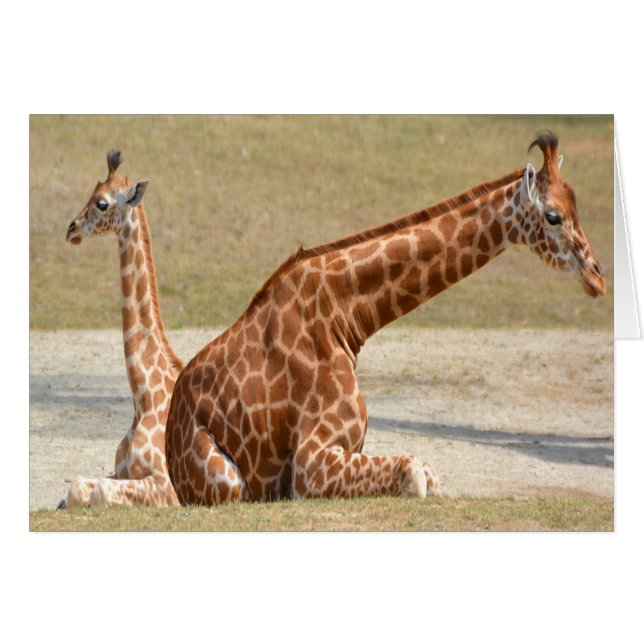Mor och Baby Giraffe OBS Kort (Framsidan Horizontal)