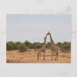 Mor och baby giraffe vykort