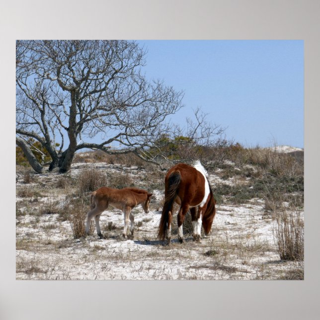 Mor och Baby-häst vid Assateague Poster (Framsidan)