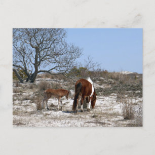 Mor och Baby-häst vid Assateague Vykort