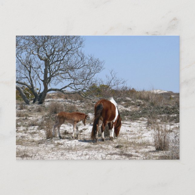Mor och Baby-häst vid Assateague Vykort (Framsida)