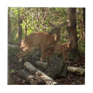 Mor och Baby Hjort i Shenandoah nationalpark Kakelplatta