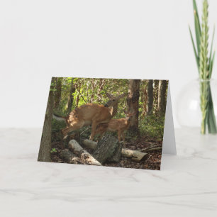 Mor och Baby Hjort i Shenandoah nationalpark Kort
