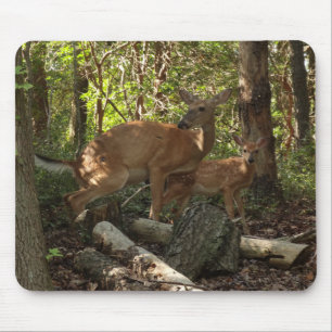 Mor och Baby Hjort i Shenandoah nationalpark Musmatta