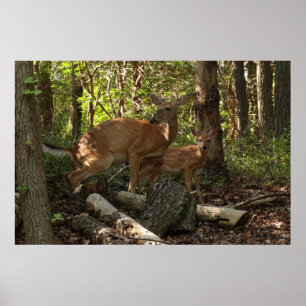 Mor och Baby Hjort i Shenandoah nationalpark Poster