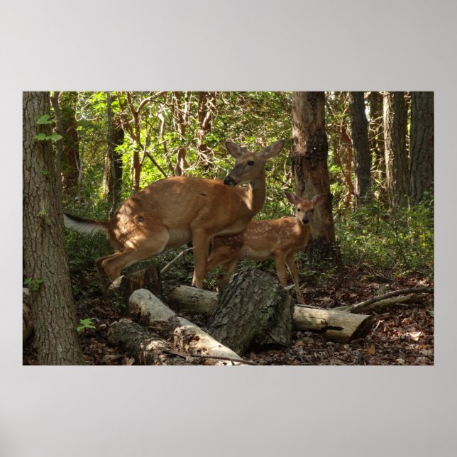 Mor och Baby Hjort i Shenandoah nationalpark Poster (Framsidan)