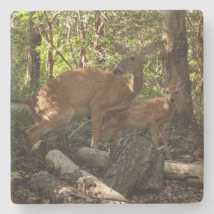 Mor och Baby Hjort i Shenandoah nationalpark Stenunderlägg