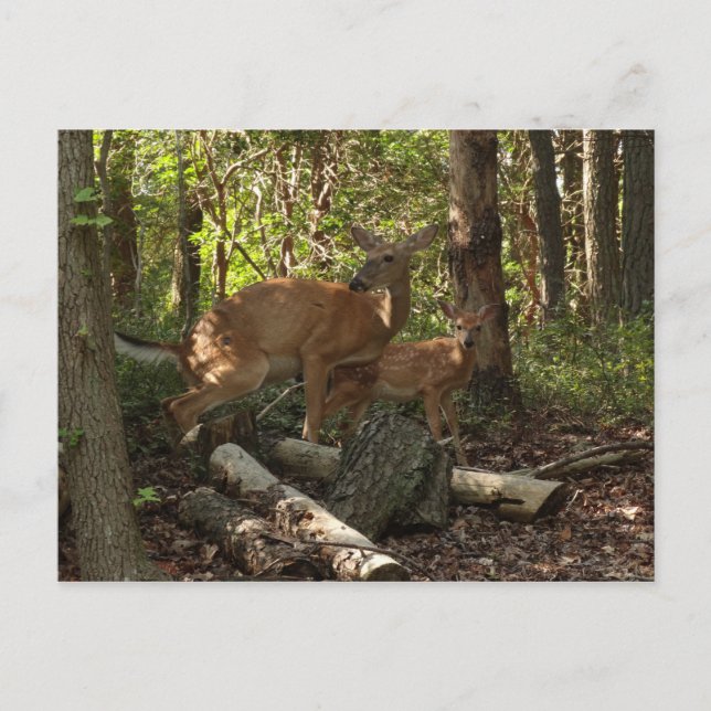 Mor och Baby Hjort i Shenandoah nationalpark Vykort (Framsida)