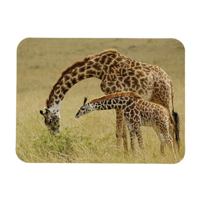 Mor och baby Masai Giraffe, Giraffa Magnet (Horisontell)