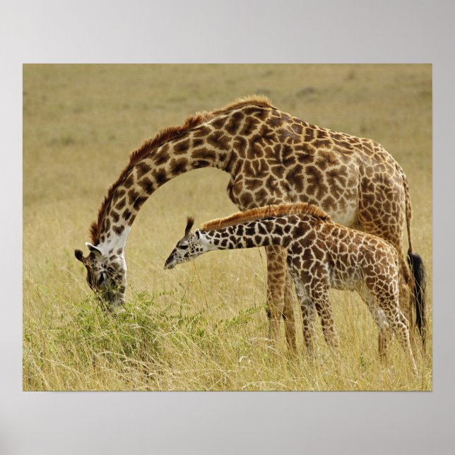 Mor och baby Masai Giraffe, Giraffa Poster (Framsidan)