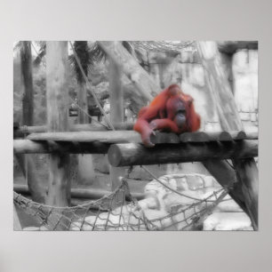Mor och Baby Orangutan Poster