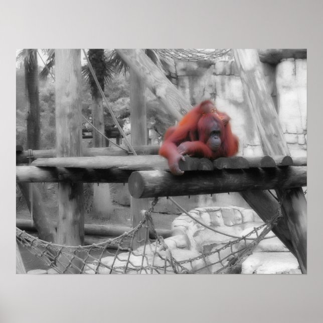 Mor och Baby Orangutan Poster (Framsidan)