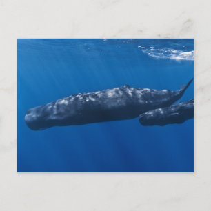 Mor och Baby Sperm Whale Physeter macrocephalus Vykort
