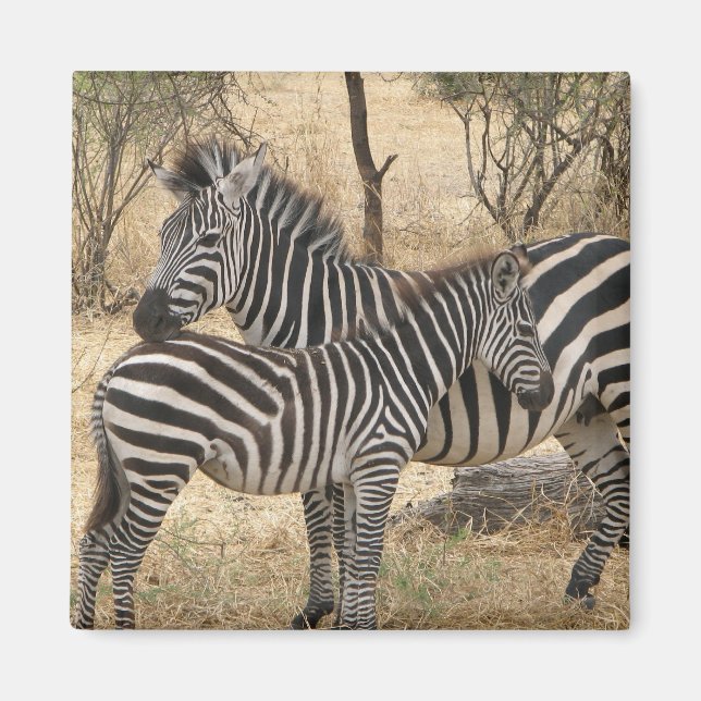 Mor och Baby Zebra Magnet (Framsidan)