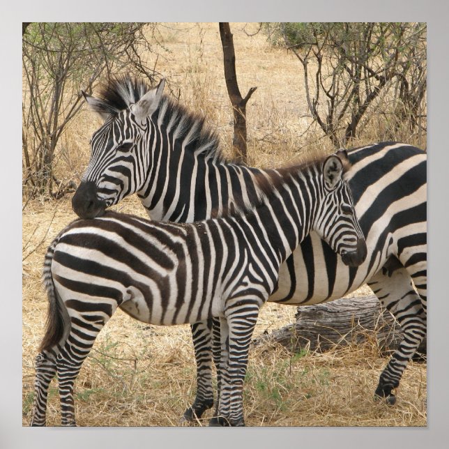 Mor och Baby Zebra Poster (Framsidan)