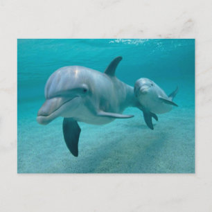 MOR- OCH BABYKALVDELFIN VYKORT