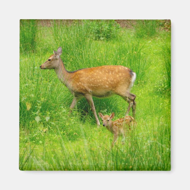 Mor och barn - hjort i träda med unga magnet (Framsidan)