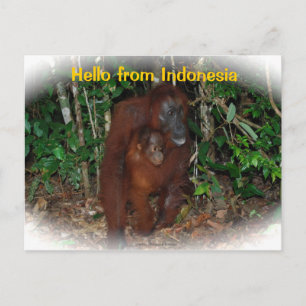 Mor Orangutan och Baby i naturen Vykort