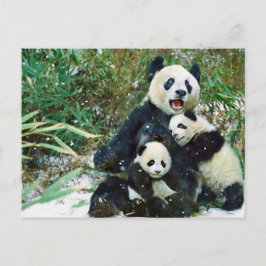 Mor Panda Vykort
