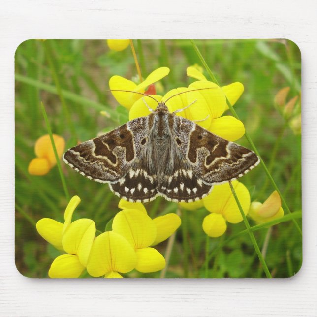 Mor Shipton Moth Musmatta (Framsidan)