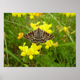 Mor Shipton Moth Poster