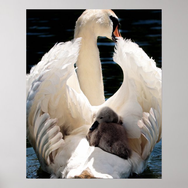 Mor Svan med Cygnet (baby svanar) Poster (Framsidan)