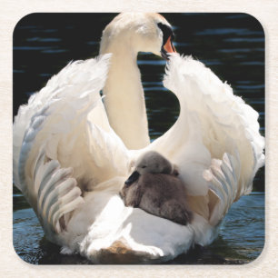 Mor Svan med Cygnet (svanar i baby) Underlägg Papper Kvadrat