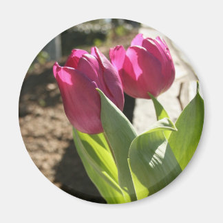 Mor Tulips Magnet