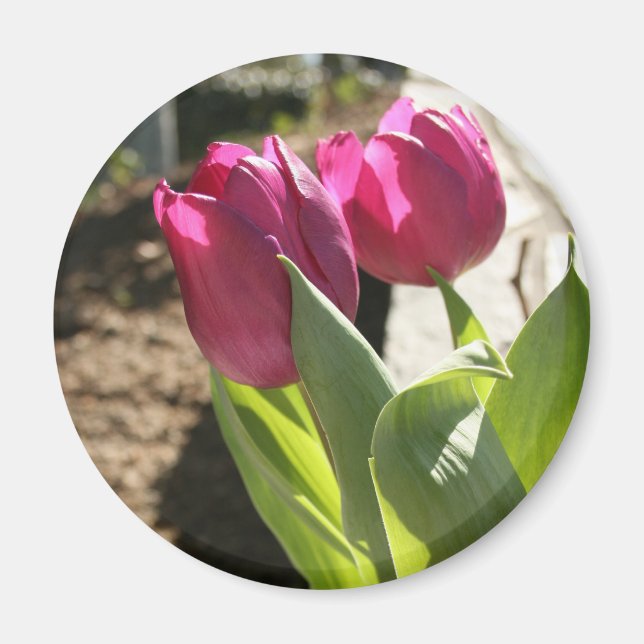 Mor Tulips Magnet (Framsidan)