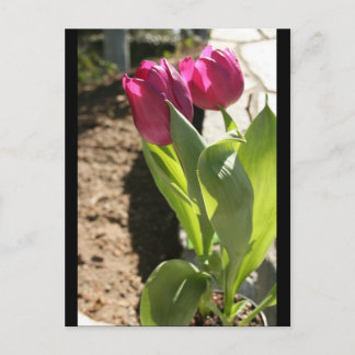 Mor Tulips Vykort