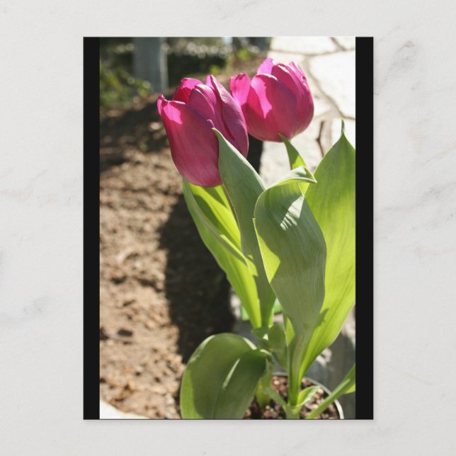 Mor Tulips Vykort (Framsida)