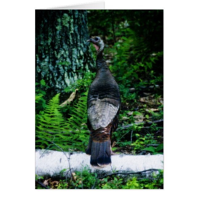 Mor-Turkiet-kort OBS Kort (Framsidan)