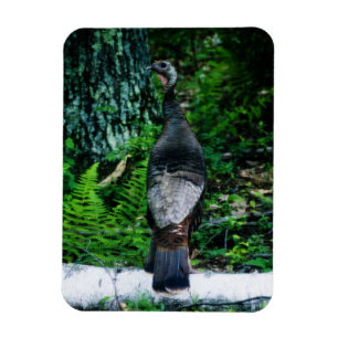 Mor Turkiet Vinyl Magnet
