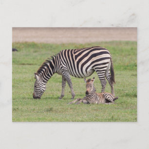 Mor Zebra med nyfödd kolt Vykort