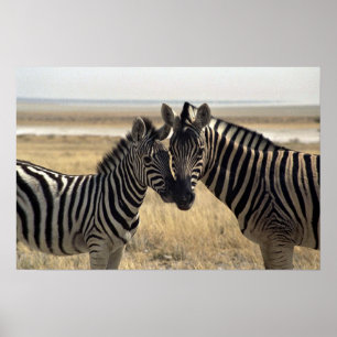 Mor zebra och unga zebra poster