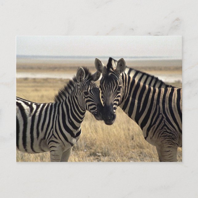Mor zebra och unga zebra vykort (Framsida)