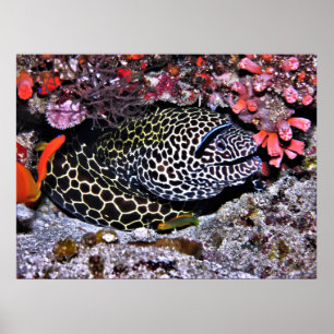 Moray och Vänner Poster