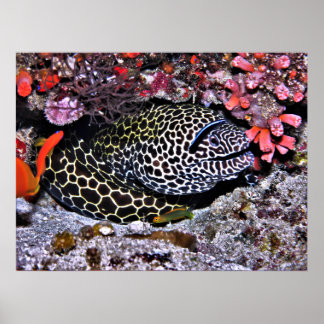 Moray och Vänner Poster