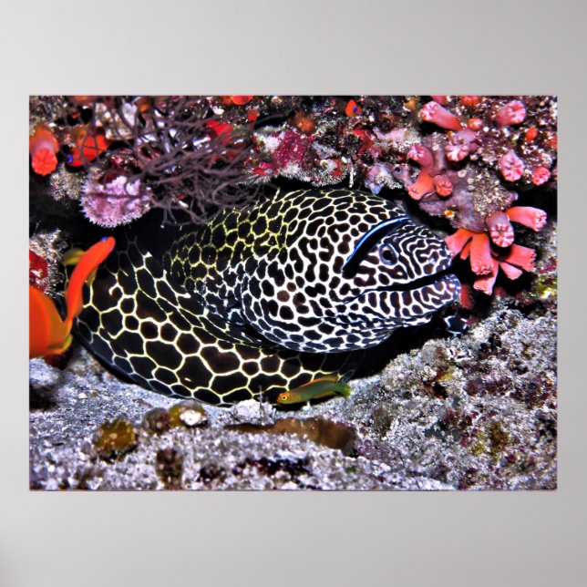 Moray och Vänner Poster (Framsidan)